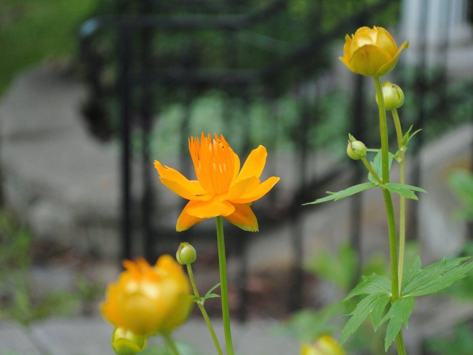  photo DSC_1333ac_small.jpg