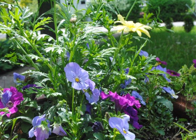violas photo DSC_3406sm.jpg