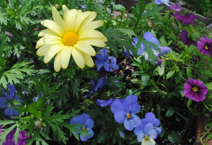 marguerite daisy photo DSC_3410sm.jpg