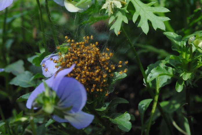 spiders photo DSC_3414sm.jpg