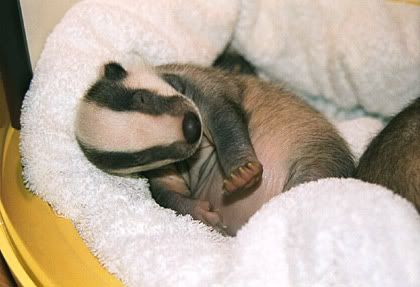 a badger cub, curled up on a white towel. The cub's front paws are extended, and the head has a distinctive black and white stripe.