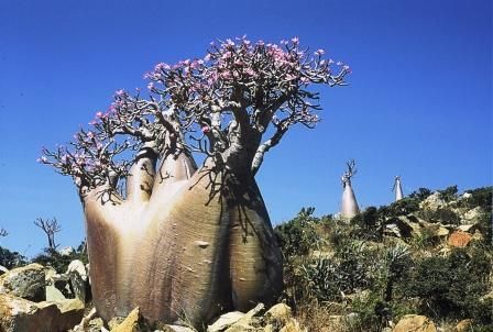 Socotra%20Desert%20Blossom_zpsqoqshyyz.jpg