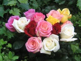 dozen roses Pictures, Images and Photos