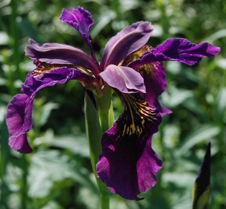 Iris sibirica ' Ruby Wine' photo IrissibiricaRubyWine_zps3c70cf41.jpg