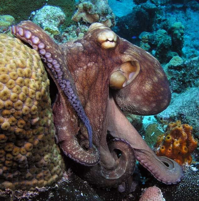 octopus Pictures, Images and Photos