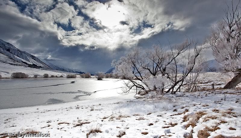 wintertrees-2.jpg