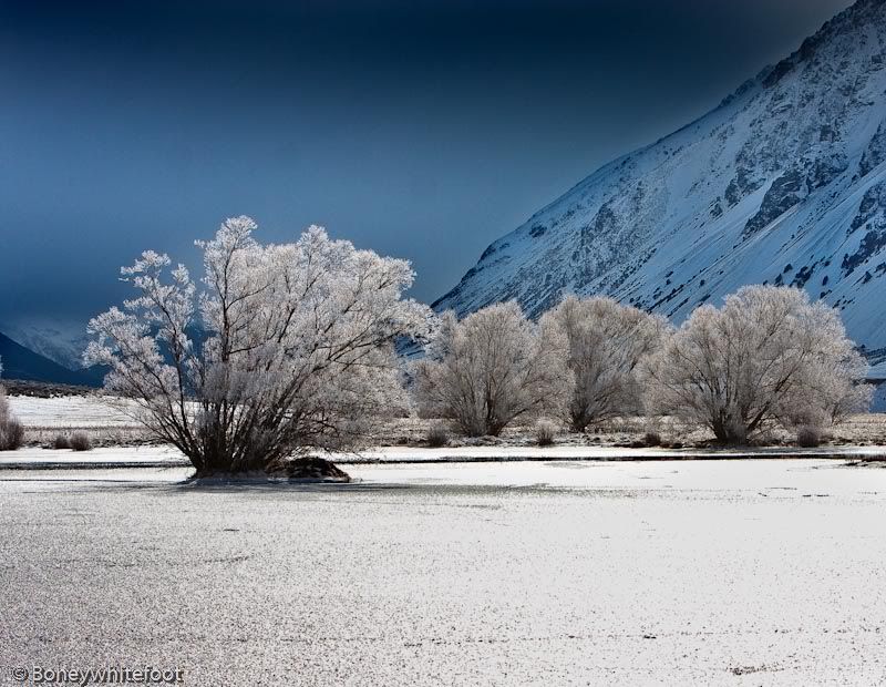 wintertrees.jpg