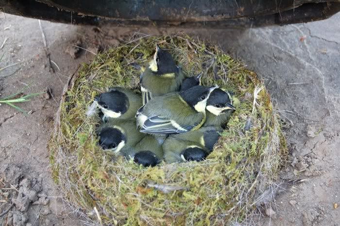 Birds' Nests In Unusual Places pictures 3