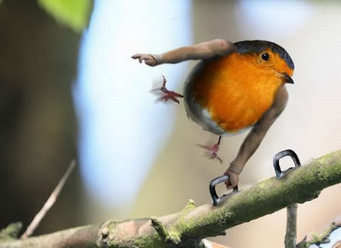 Birds With Human Hands funny pictures 1