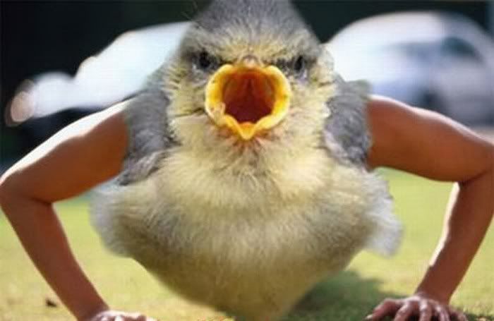 Birds With Human Hands funny pictures 4