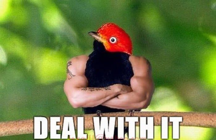 Birds With Human Hands funny pictures 8