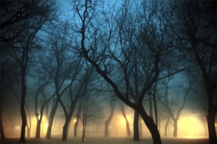 beautiful foggy nature pictures8