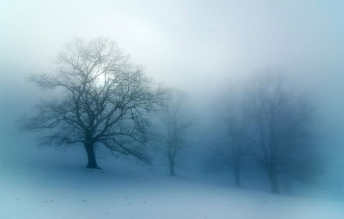 beautiful foggy nature pictures15