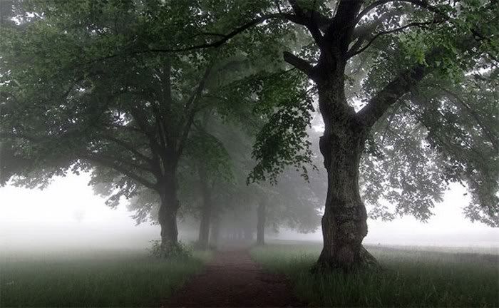 beautiful foggy nature pictures17