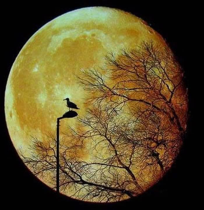 beautiful moon pictures and wallpapers22