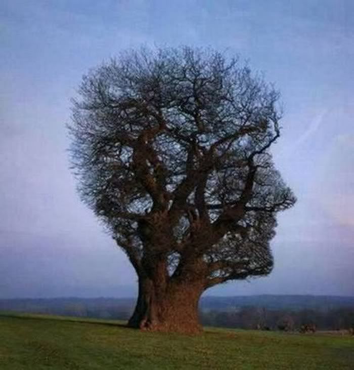 FUNNY PICTURES OF TREE8