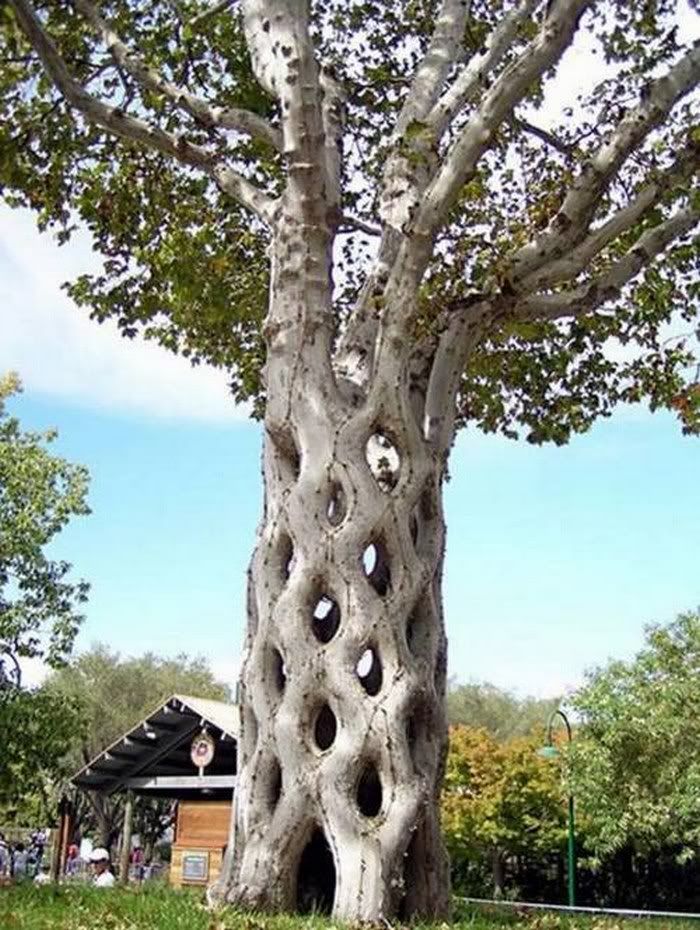 FUNNY PICTURES OF TREE5