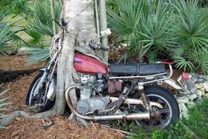 FUNNY PICTURES OF TREE2