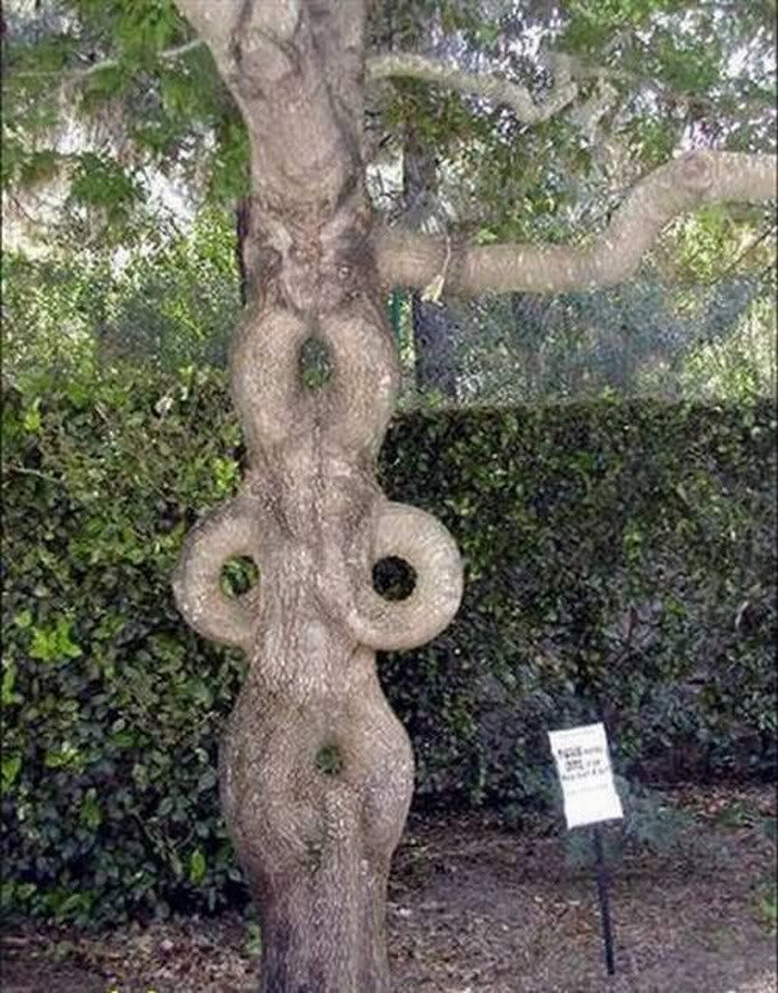 FUNNY PICTURES OF TREE1