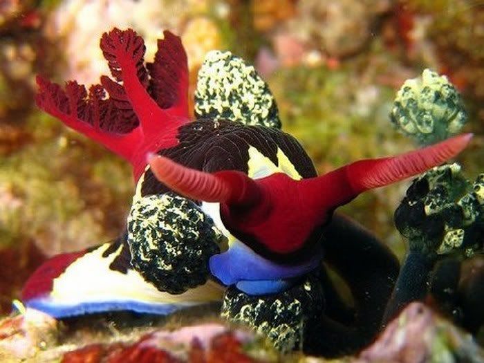 Beautiful Life Forms In Ocean Pictures 6