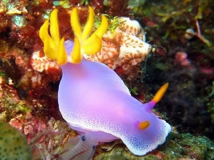 Beautiful Life Forms In Ocean Pictures 5
