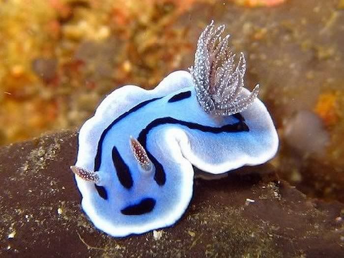 Beautiful Life Forms In Ocean Pictures 4