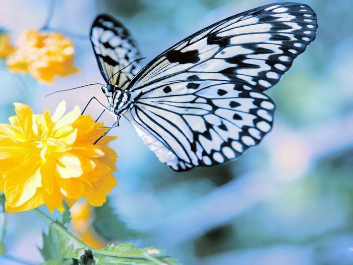 beautiful butterflies and flowers wallpapers