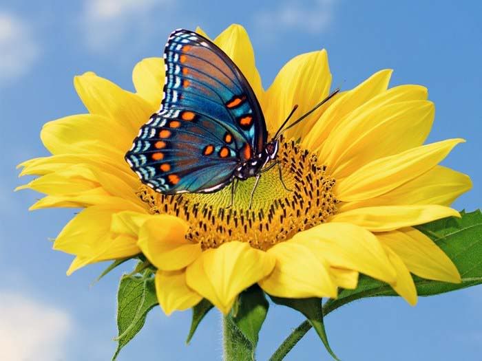 beautiful butterflies and flowers wallpapers1