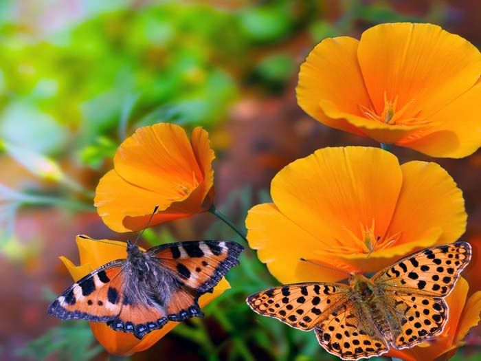 beautiful butterflies and flowers wallpapers2
