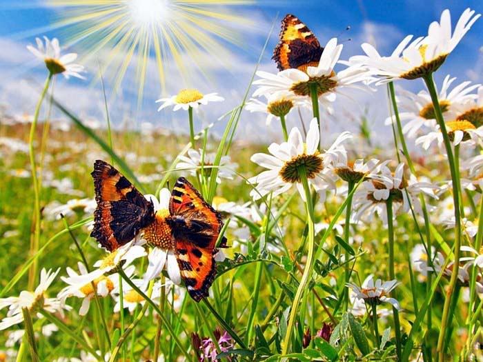 beautiful butterflies and flowers wallpapers3