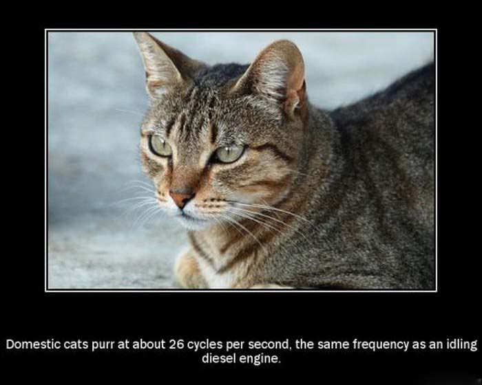 funny and amazing facts about animals pictures11