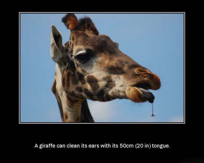 funny and amazing facts about animals pictures12