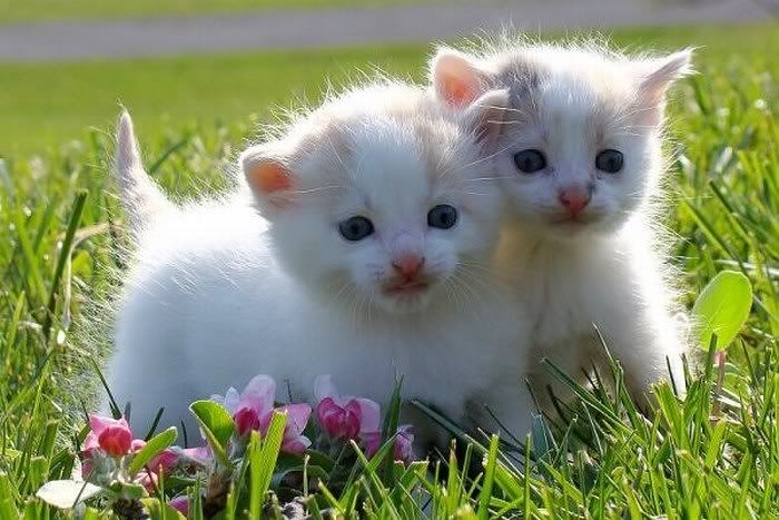 cute cats pictures