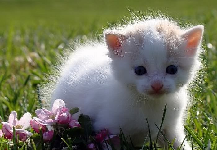 cute cats pictures1