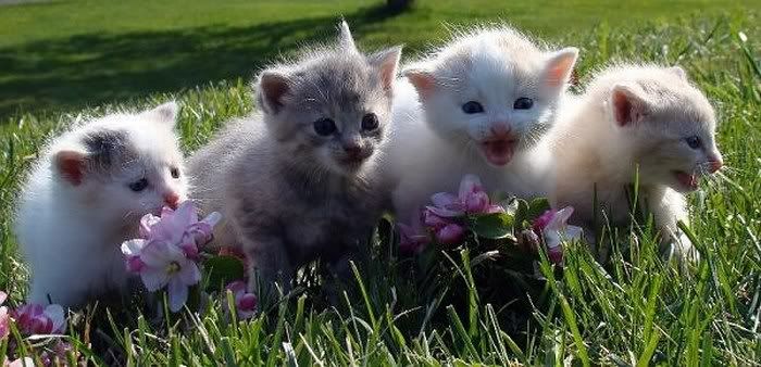 cute cats pictures2