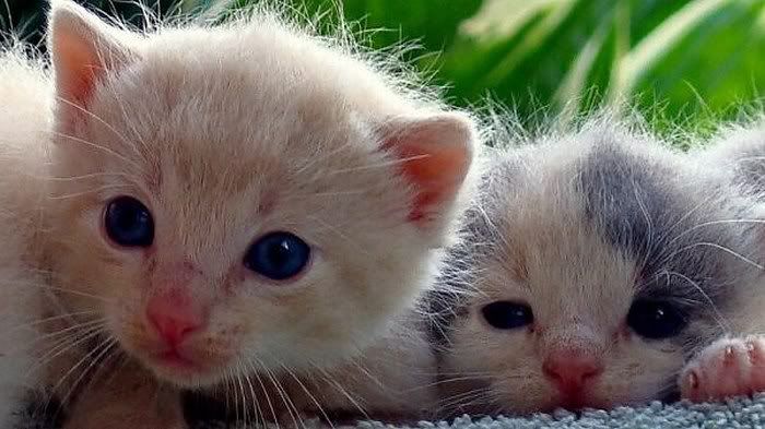 cute cats pictures3
