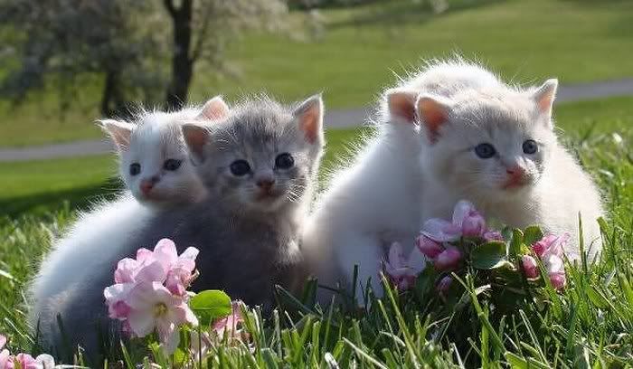 cute cats pictures4