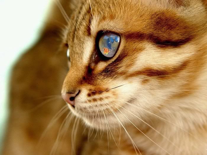 awesome pictures of cats6