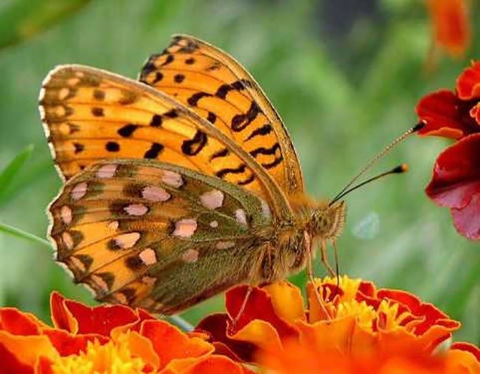 beautiful pictures of colourful butterflies1