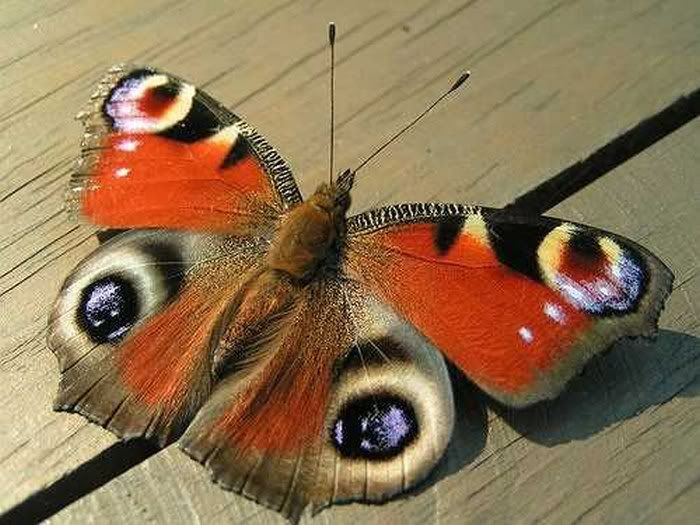 beautiful pictures of colourful butterflies3