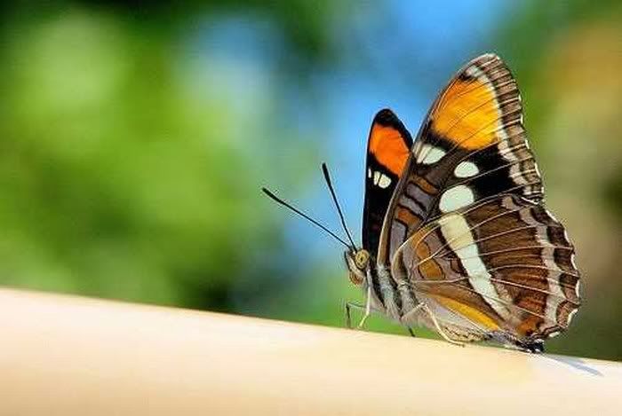 beautiful pictures of colourful butterflies4