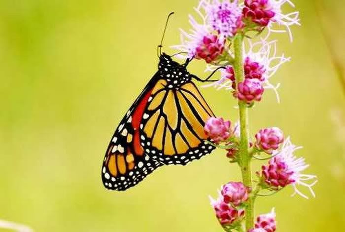 beautiful pictures of colourful butterflies5