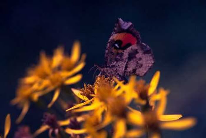 beautiful pictures of colourful butterflies6