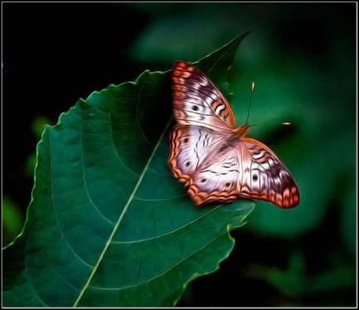 beautiful pictures of colourful butterflies7