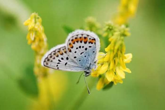 beautiful pictures of colourful butterflies9