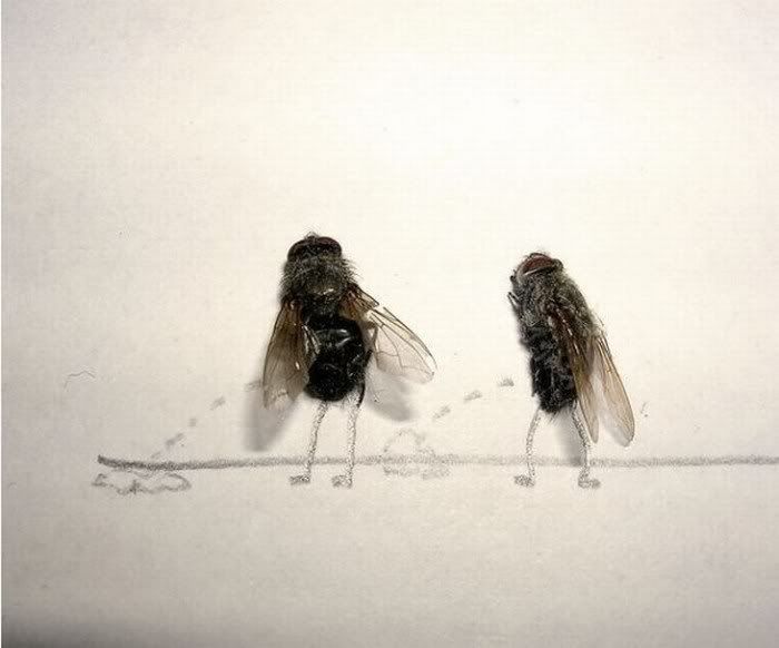 funny Humor with dead flies Pictures13
