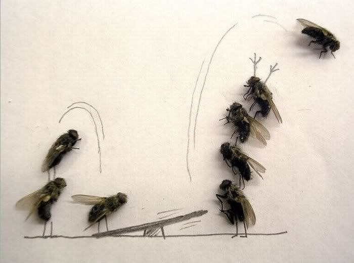 funny Humor with dead flies Pictures10