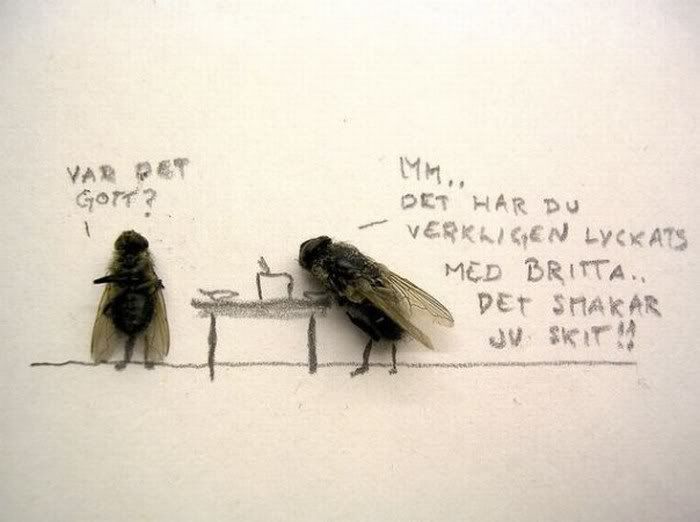 funny Humor with dead flies Pictures7