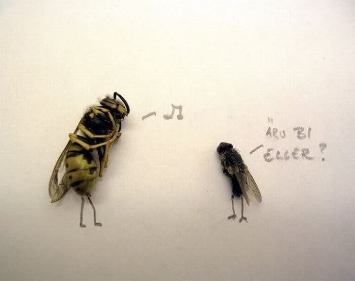 funny Humor with dead flies Pictures6