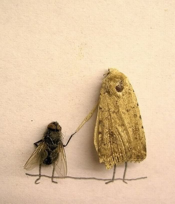 funny Humor with dead flies Pictures2